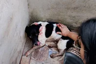 Animal é alvejado por arma de pressão em Passo Fundo<!-- NICAID(16039682) -->