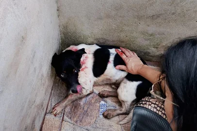 Animal é alvejado por arma de pressão em Passo Fundo<!-- NICAID(16039682) -->