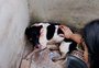 Passo Fundo registrou mais de 400 denúncias de maus-tratos a animais neste ano