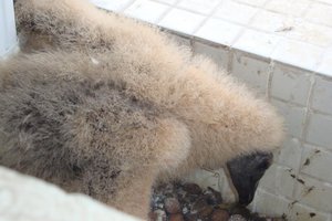 Divulgação / Prefeitura de Porto Alegre