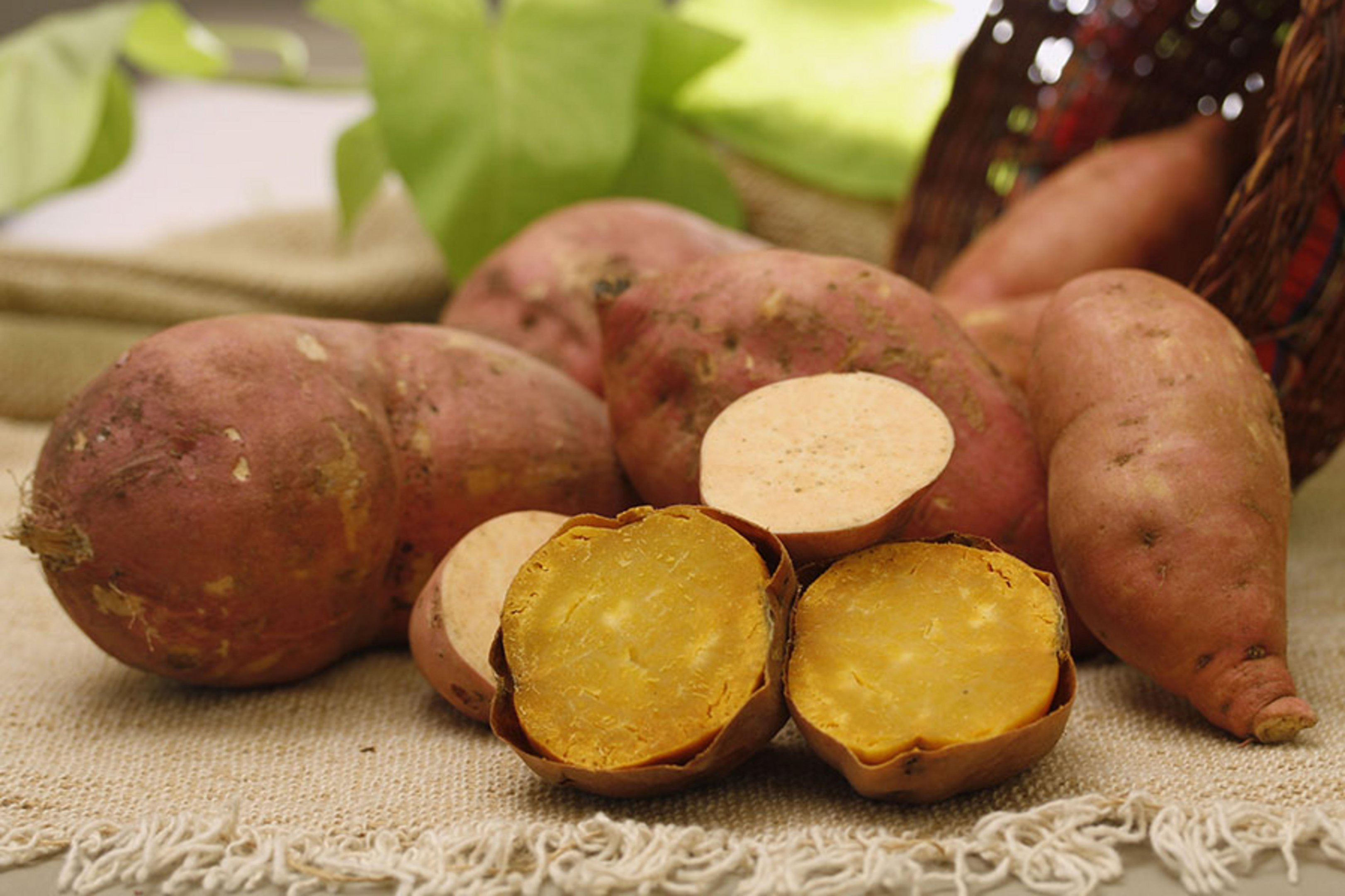 Nova cultivar de batata-doce da Embrapa pode produzir 50 toneladas por hectare