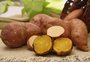 Nova cultivar de batata-doce da Embrapa pode produzir 50 toneladas por hectare