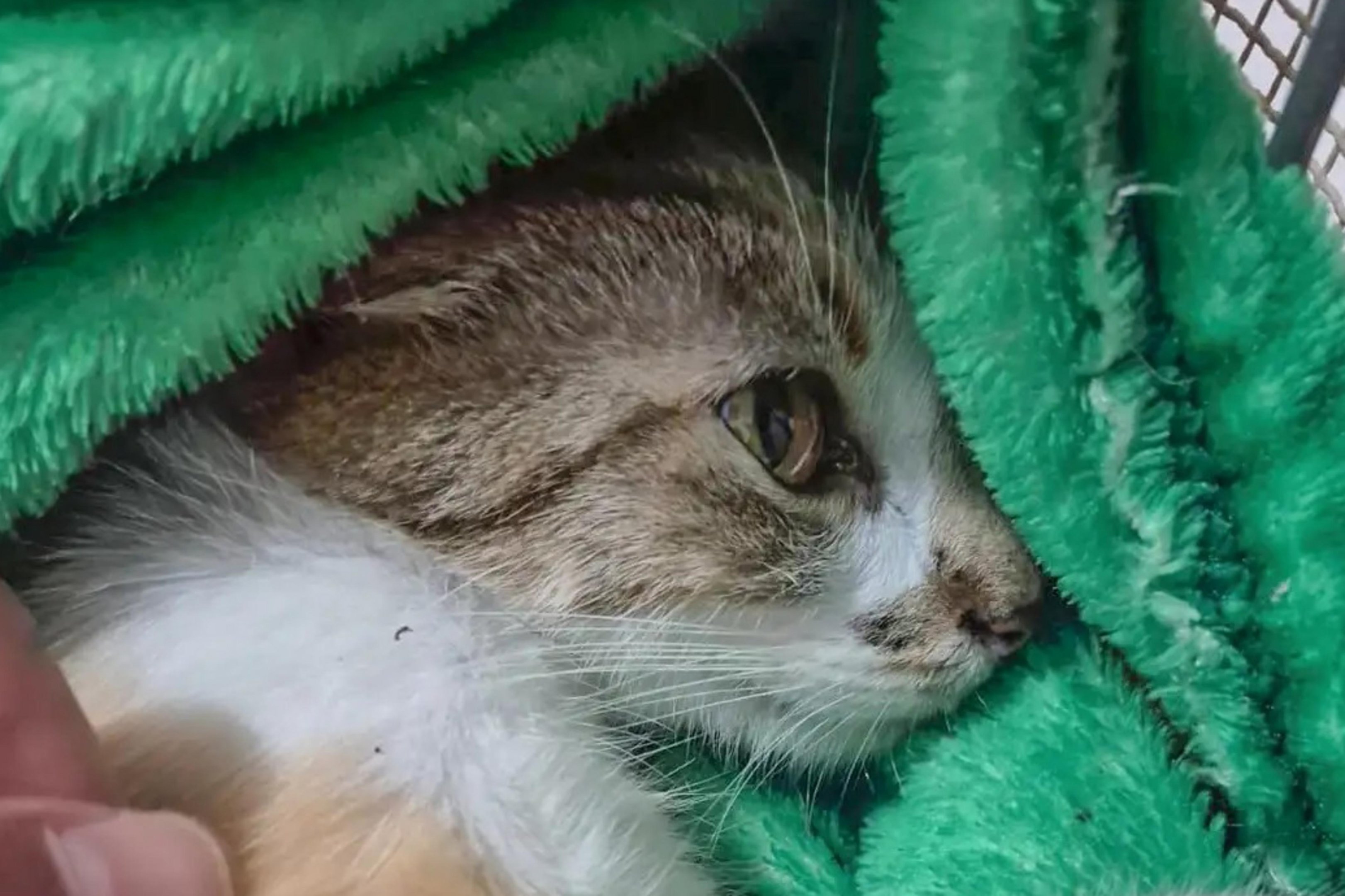 Mulher &eacute; presa em flagrante ap&oacute;s jogar gata do 12&ordm; andar de pr&eacute;dio em Curitiba