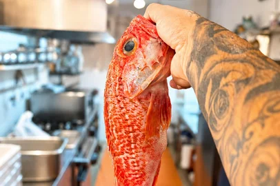 Vini Costa / Divulgação Peixe cantarilho no INTMO, em Porto Alegre<!-- NICAID(16326577) -->