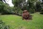 Porto Alegre, RS, Brasil, 18/01/2024 - Árvores tombadas na Redenção - Foto: Ronaldo Bernardi/Agência RBS<!-- NICAID(15653978) -->