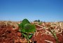 Linhas do Plano Safra para agricultura familiar estão em nova leva de suspensões