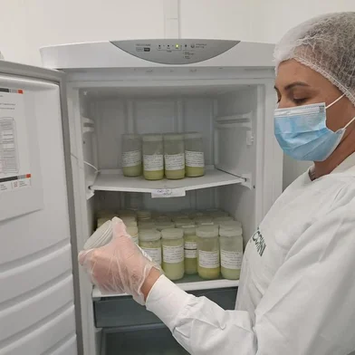 Banco de Leite do Hospital Tacchini, em Bento Gonçalves, oferece a coleta em casa em seis cidades da Serra. Na foto, a nutricionista Graziela Zortéa mostra parte do estoque direcionado a bebês das UTIs neonatal e pediátrica<!-- NICAID(15833239) -->