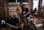 Família busca apoio para ampliar abrigo para cães