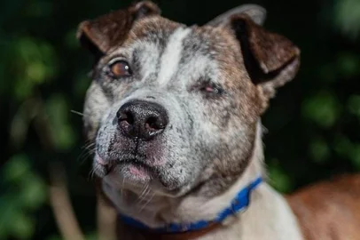 Últimos cães do abrigo Santos Dumont, no bairro Assunção, em Porto Alegre. Dona Clô, Dênis, Jair (foto) e Mono aguardam um novo lar.<!-- NICAID(15812882) -->