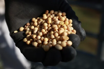 o Fundo, RS, Brasil - A soja e a economia que ela movimenta. Na foto funcionário faz vistoria em um dos Silos da Empresa Tonial, em o Fundo.<!-- NICAID(15747717) -->
