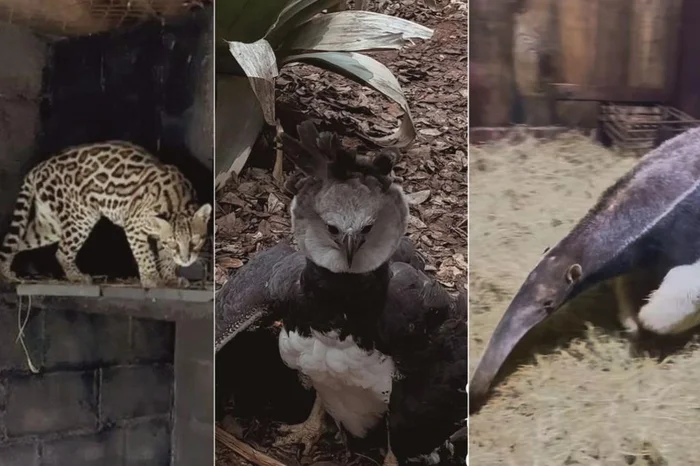 Primaves / Divulgação Primaves / Divulgação