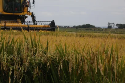 GLÓRINHA-RS-BR - 09.02.2017Colheita do arroz em Glórinha.FOTÓGRAFO: TADEU VILANI AGÊNCIARBS Editoria Campo e Lavoura<!-- NICAID(12724955) -->