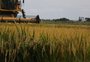 Entrada da nova safra de arroz reforça cenário de baixa nos preços recebidos pelo produtor no RS