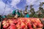 VACARIA, RS, BRASIL, 10/03/2023. Matéria sobre mão de obra na colheita da maçã em Vacaria. (Neimar De Cesero/Agencia RBS)Indexador: NEIMAR DE CESERO<!-- NICAID(15371507) -->