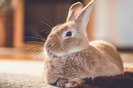 Rufus bunny rabbit relaxes next to shag carpet in warm tones, vintage settingFonte: 238657593<!-- NICAID(15718433) -->