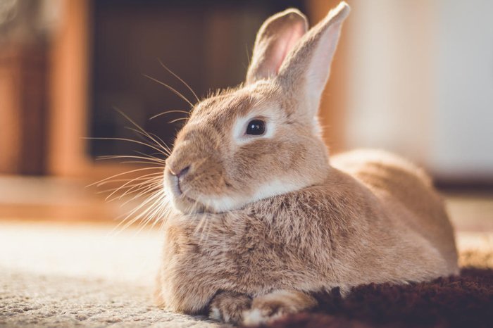 rabbitti / stock.adobe.com