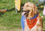 Carnaval dos goldens ocorre neste domingo em Caxias do Sul 
