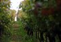 Videiras guardam histórias de cultivo e identidade da Serra