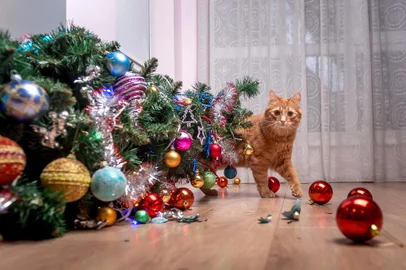 Fault of the pet cat - fallen Christmas tree. Ruins and the end of Christmas. fear of punishment. broken balls on the floor. Ginger cat hide behind the treeFault of the pet cat - fallen Christmas tree. Ruins and the end of Christmas. fear of punishment. broken balls on the floor. Ginger cat hide behind the tree.Fonte: 399201315<!-- NICAID(15623143) -->