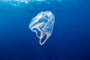 Poluição subaquática: uma sacola plástica em um oceano. Foto: whitcomberd / stock.adobe.comIndexador: Richard Whitcombe - Similan DiviFonte: 232411051<!-- NICAID(15260596) -->