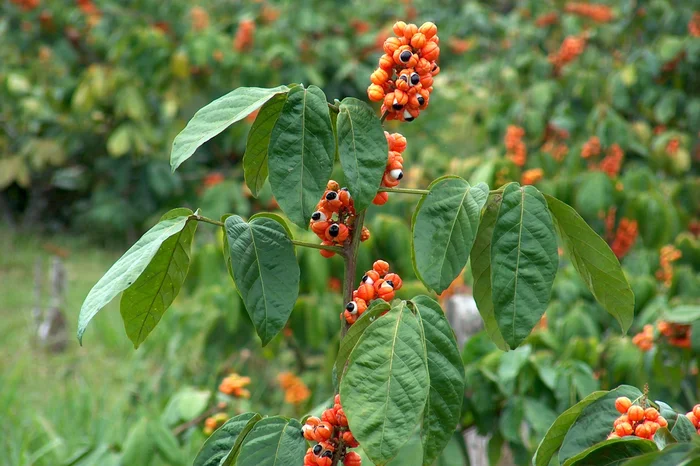 Associação dos Produtores de Guaraná da Indicação Geográfica de Maués / Divulgação Associação dos Produtores de Guaraná da Indicação Geográfica de Maués / Divulgação