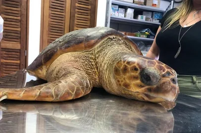 Tartaruga-cabeçuda é resgatada debilitada em praia no RS<!-- NICAID(16150366) -->
