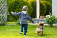 Cute little boy playing with pedigreed Australian terrier dog in summer park. Fall portrait of black and sable tan purebred typical Australian terrier.<!-- NICAID(16089611) -->