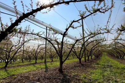 Maior produtora de pêssego de mesa do RS, Pinto Bandeira deve colher até 20 mil toneladas da fruta<!-- NICAID(15847829) -->