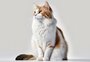 Conheça as oito raças de gato mais populares no Brasil