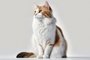 Advertisement cat sitting frontal isolated with white background. Generated by AI.Fonte: 577821920<!-- NICAID(15557152) -->