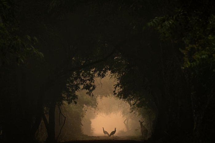 Sheyovi Mehta / Wildlife Photographer of the Year / Divulgação