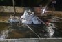 Água transborda de bueiros, e ruas de Porto Alegre registram acúmulo de água