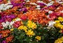 O que fez a venda de flores perder espaço no Dia de Finados no RS