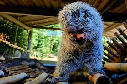 Com a chegada do frio, o pinhão ou a integrar a alimentação de algumas espécies do Gramadozoo. Além do pinhão, alimentos como polenta, amendoim e outros ingredientes mais energéticos foram incluídos no cardápio dos animais.<!-- NICAID(16047191) -->