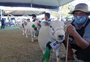 Prévia do número de animais inscritos na Expointer indica movimento de retomada