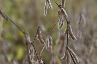 06/04/2021- Colheita da soja em 2021 no Rio Grande do Sul deverá ser recorde. Produtores devem colher mais de 20 milhões de toneladas pela primeira vez na história, com preço da saca acima de R$ 160, também em patamar inédito. Foto: Lauro Alves  / Agencia RBS<!-- NICAID(14751462) -->