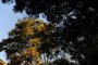 CAXIAS DO SUL, RS, BRASIL, 24/08/2022. Árvores no Parque dos Macaquinhos, em Caxias do Sul. (Bruno Todeschini/Agência RBS)<!-- NICAID(15185348) -->
