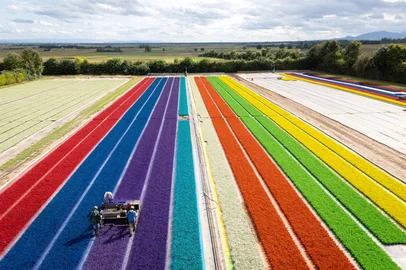 An aerial view taken on September 11, 2025 shows employees of 'Les Callunas dAlsace' paint with water-based paint made some Callunas Vulgaris, in Obernai, eastern France. (Photo by SEBASTIEN BOZON / AFP)Editoria: ENVLocal: ObernaiIndexador: SEBASTIEN BOZONSecao: agricultureFonte: AFPFotógrafo: STF<!-- NICAID(16123114) -->