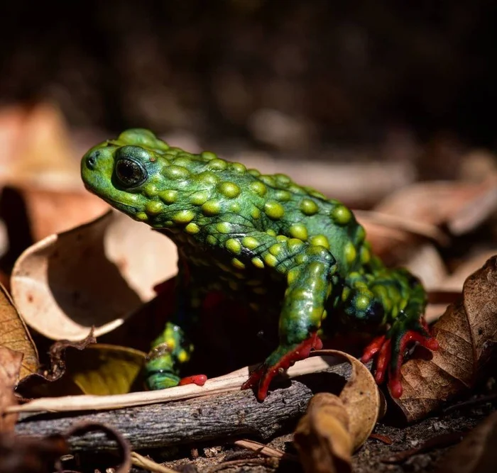 Márcio Borges-Martins / Lab. de Herpetologia da UFRGS