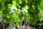 CAXIAS DO SUL, RS, BRASIL, 23/12/2022. Safra da uva em 2023 deve ter queda de até 50% em algumas variedades em Caxias do Sul. (Bruno Todeschini/Agência RBS)Indexador: BTK<!-- NICAID(15303711) -->