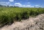 Rico em fibras e minerais, Embrapa lança arroz preto voltado ao mercado gastronômico