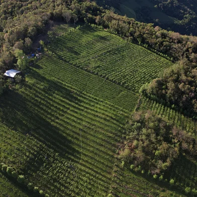 MONTE BELO DO SUL, RS, BRASIL, 09/10/2023. Empresa biodinâmica de Monte Belo do Sul, Vinum Terra, ganha certificação internacional. Na foto, vista aérea dos vinhedos (parreirais). (Porthus Junior/Agência RBS)<!-- NICAID(15564792) -->