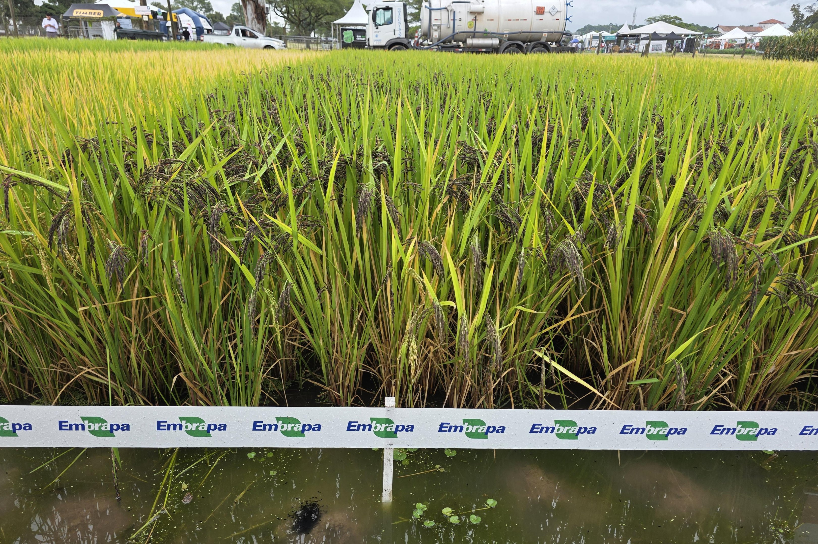 &ldquo;&Eacute; uma conectividade do campo com o mercado&rdquo;, diz presidente da Federarroz na abertura da colheita em Cap&atilde;o do Le&atilde;o