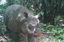 Dois rinocerontes-de-java, a espécie mais rara do mundo, ao dar uma voltinha no Parque Nacional de Ujung Kulon, na Indonésia, se depararam com armadilhas fotográficas que registraram o momento. O lugar é o último habitat selvagem dos mamíferos no mundo.<!-- NICAID(15727963) -->