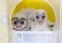 MiniZoo de Canoas recebe filhotes de coruja para reabilitação