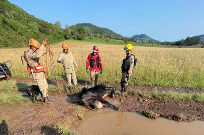 Corpo de Bombeiros resgata vaca presa em atoleiro em Colinas<!-- NICAID(15550795) -->