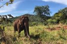 Elefanta Lady no Santuário de Elefantes Brasil