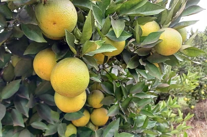 A evolução da citricultura nos Vales dos Rios Apuaê e Inhandava<!-- NICAID(16072447) -->