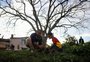 Pais e filhos plantam mudas de árvores em Cachoeirinha