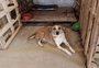 Os últimos 19 cachorros de um abrigo em Porto Alegre